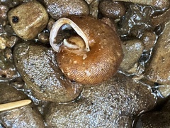 Vespericola armigera