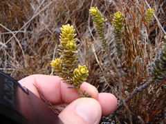 Olearia nummulariifolia