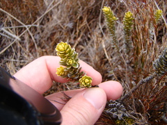 Olearia nummulariifolia