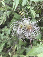 Clematis serratifolia