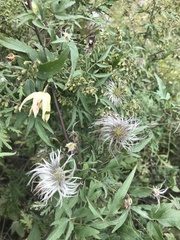 Clematis serratifolia