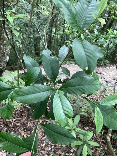 Gardenia jasminoides