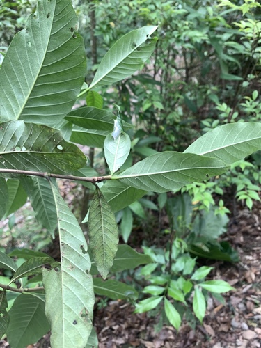 Gardenia jasminoides