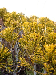 Halocarpus