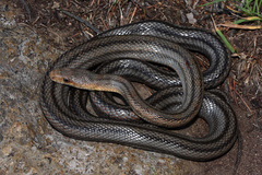 Pantherophis bairdi