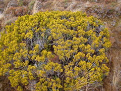Halocarpus