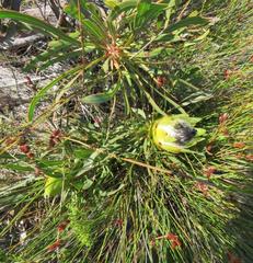 Protea longifolia