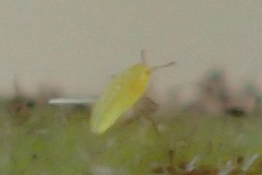 Hemiptera