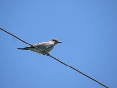 Coracias garrulus garrulus