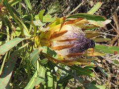 Protea longifolia