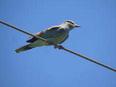 Coracias garrulus garrulus