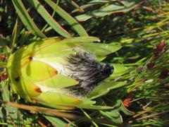 Protea longifolia