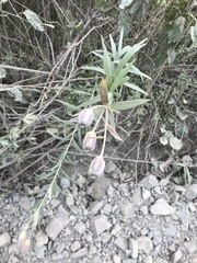 Lilium concolor partheneion