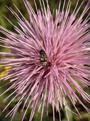 Acmaeodera decipiens