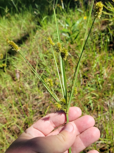 Image of Cyperus ovatus by (c) Jay Horn, some rights reserved (CC BY)