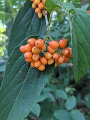 Viburnum