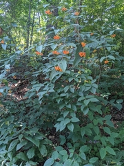 Viburnum