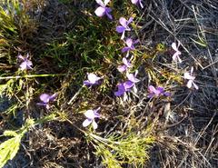 Viola decumbens decumbens
