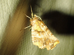 Selenia alciphearia