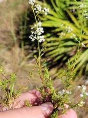 Polygonella polygama brachystachya
