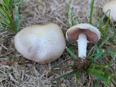 Agaricus braendlei