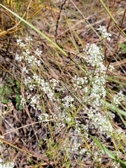 Polygonella polygama brachystachya