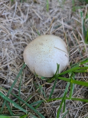 Agaricus braendlei