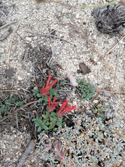 Monardella macrantha macrantha