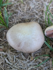 Agaricus braendlei