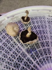 Agaricus braendlei