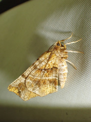 Selenia alciphearia