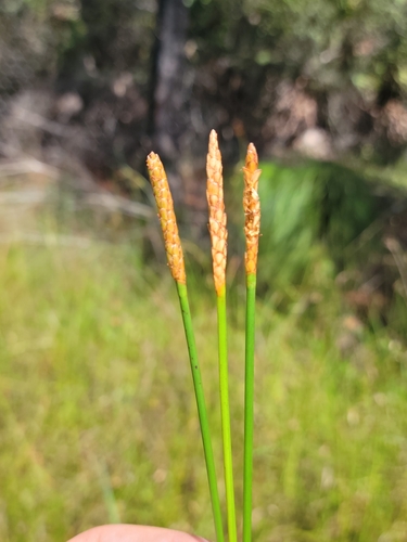 Image of Eleocharis cellulosa by (c) Jay Horn, some rights reserved (CC BY)