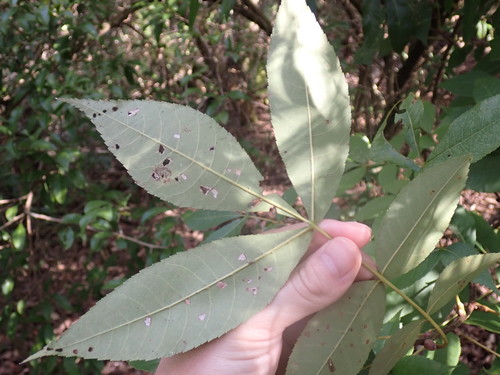 Carya glabra image