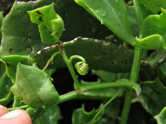 Cyphostemma quinatum