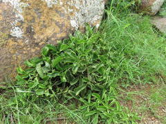 Cyphostemma quinatum