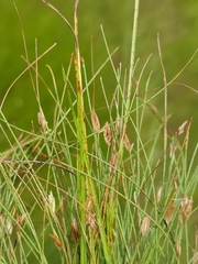Eleocharis baldwinii