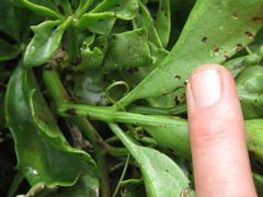 Cyphostemma quinatum