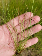 Eleocharis baldwinii