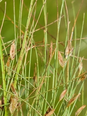 Eleocharis baldwinii