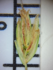 Eleocharis baldwinii