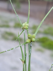 Cyperus neotropicalis