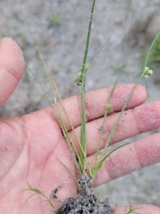 Cyperus neotropicalis