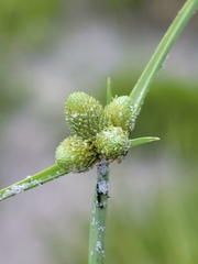 Cyperus neotropicalis