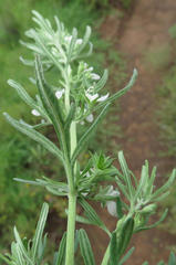 Teucrium trifidum