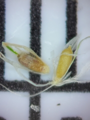 Cyperus neotropicalis