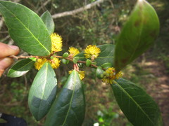 Azara uruguayensis