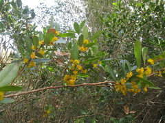 Azara uruguayensis
