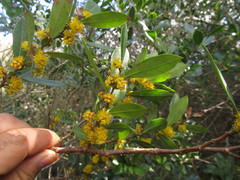 Azara uruguayensis