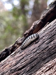 Cypherotylus californicus