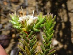 Macrostylis ramulosa